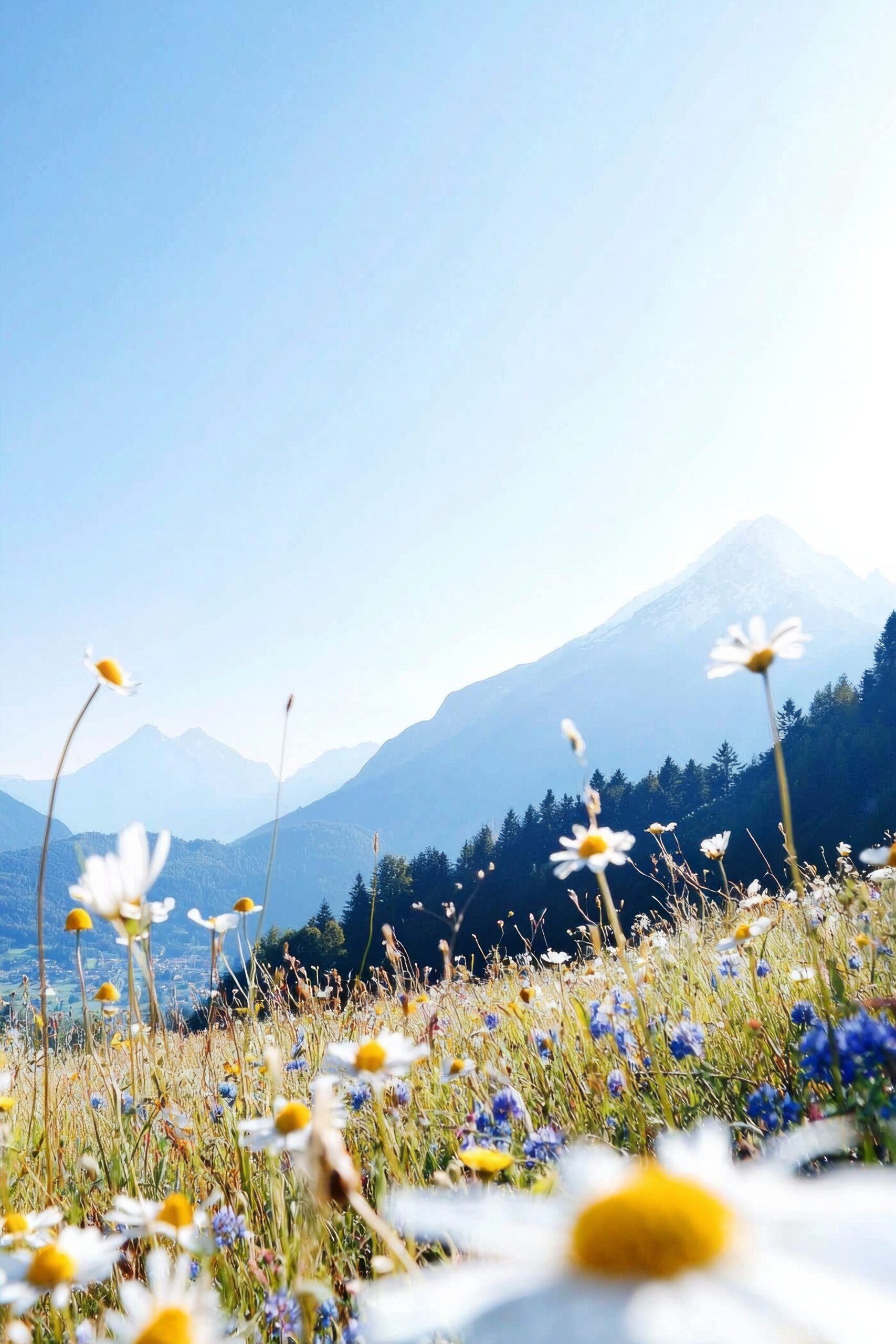 Picturesque mountain meadow with wildflowers and clear blue sky