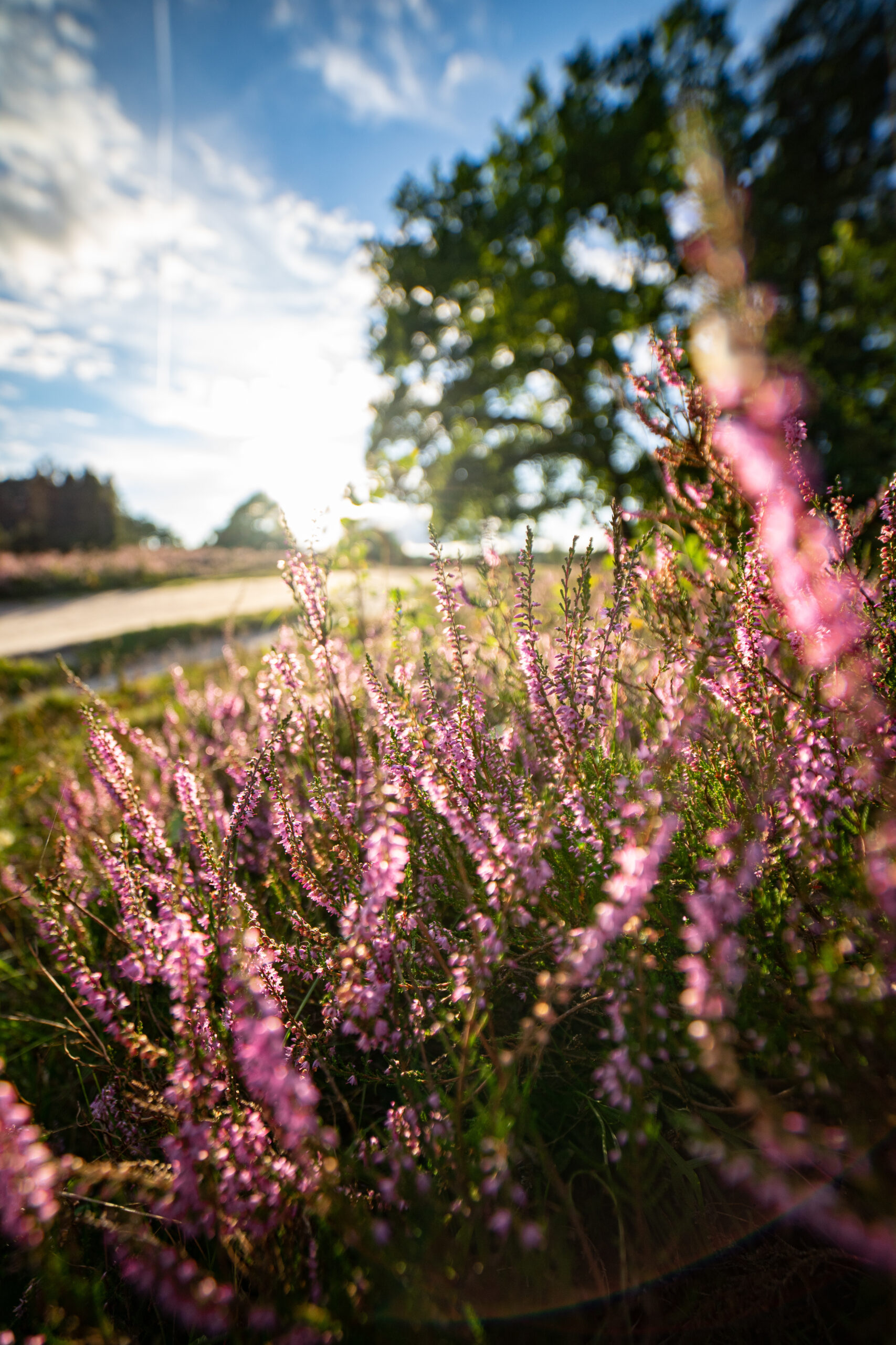 heath landscape in summerwith sunshine