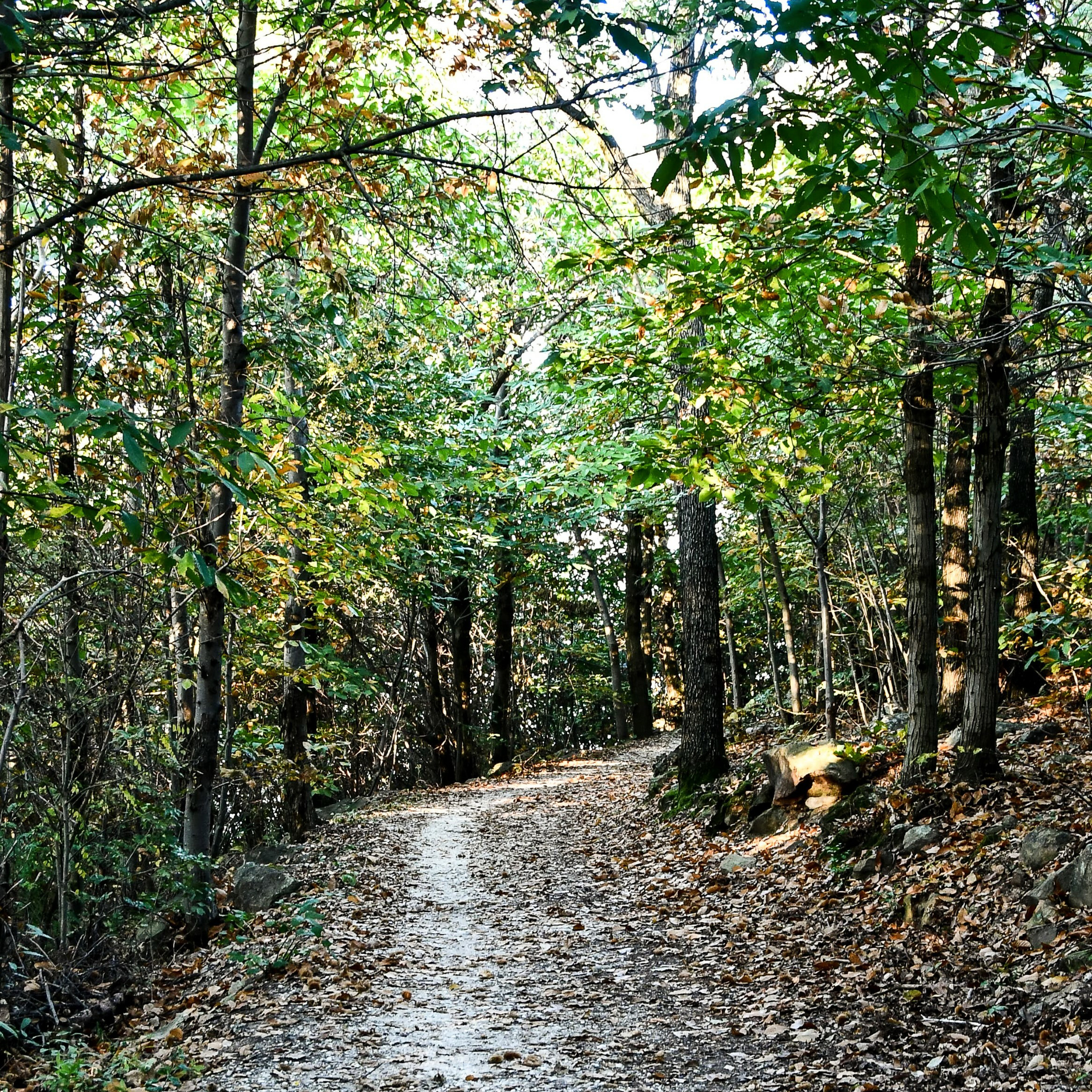 path in the forest, digital photo picture as a background