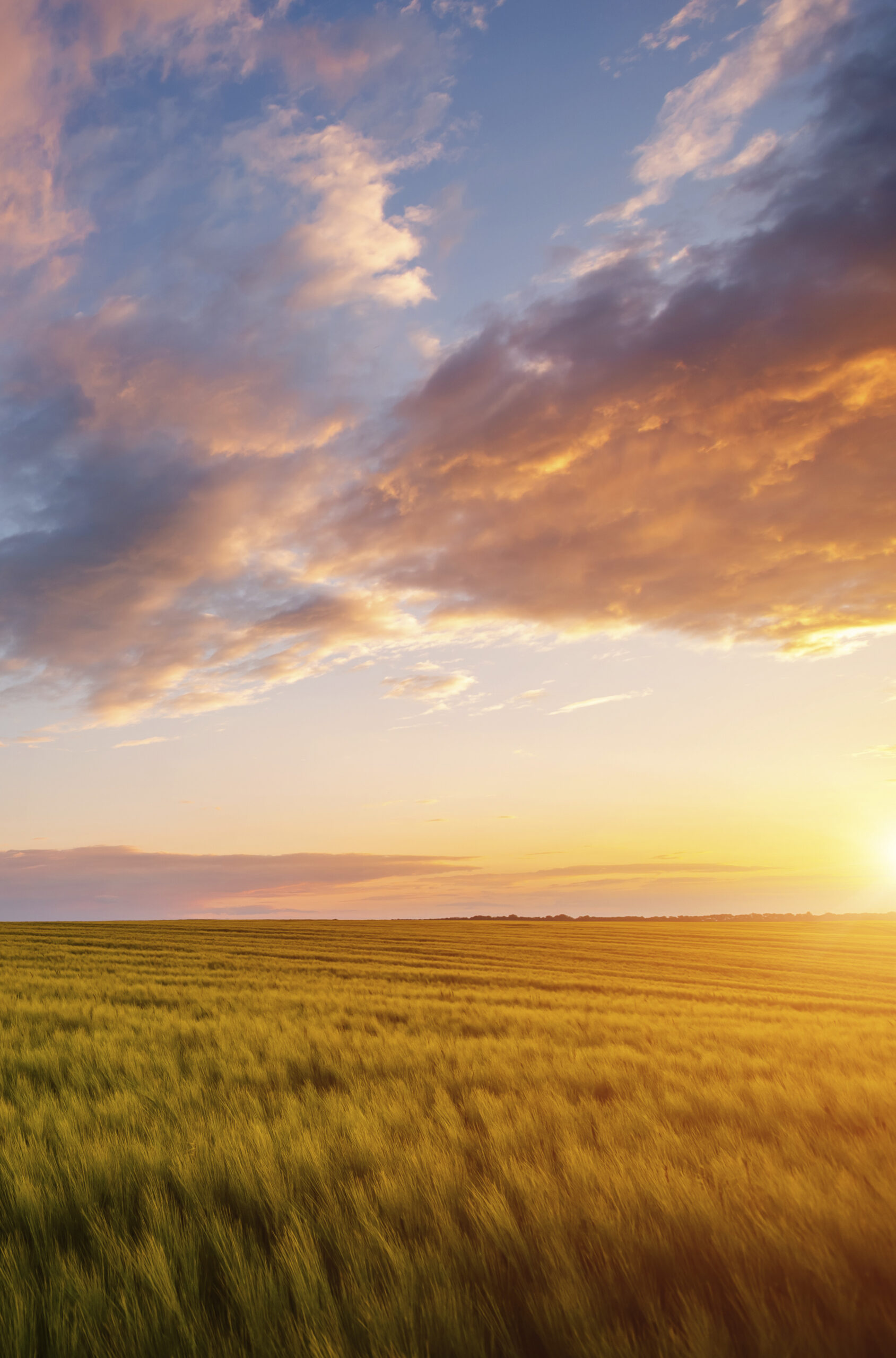 Spectacular sunset in a field of ripe wheat.