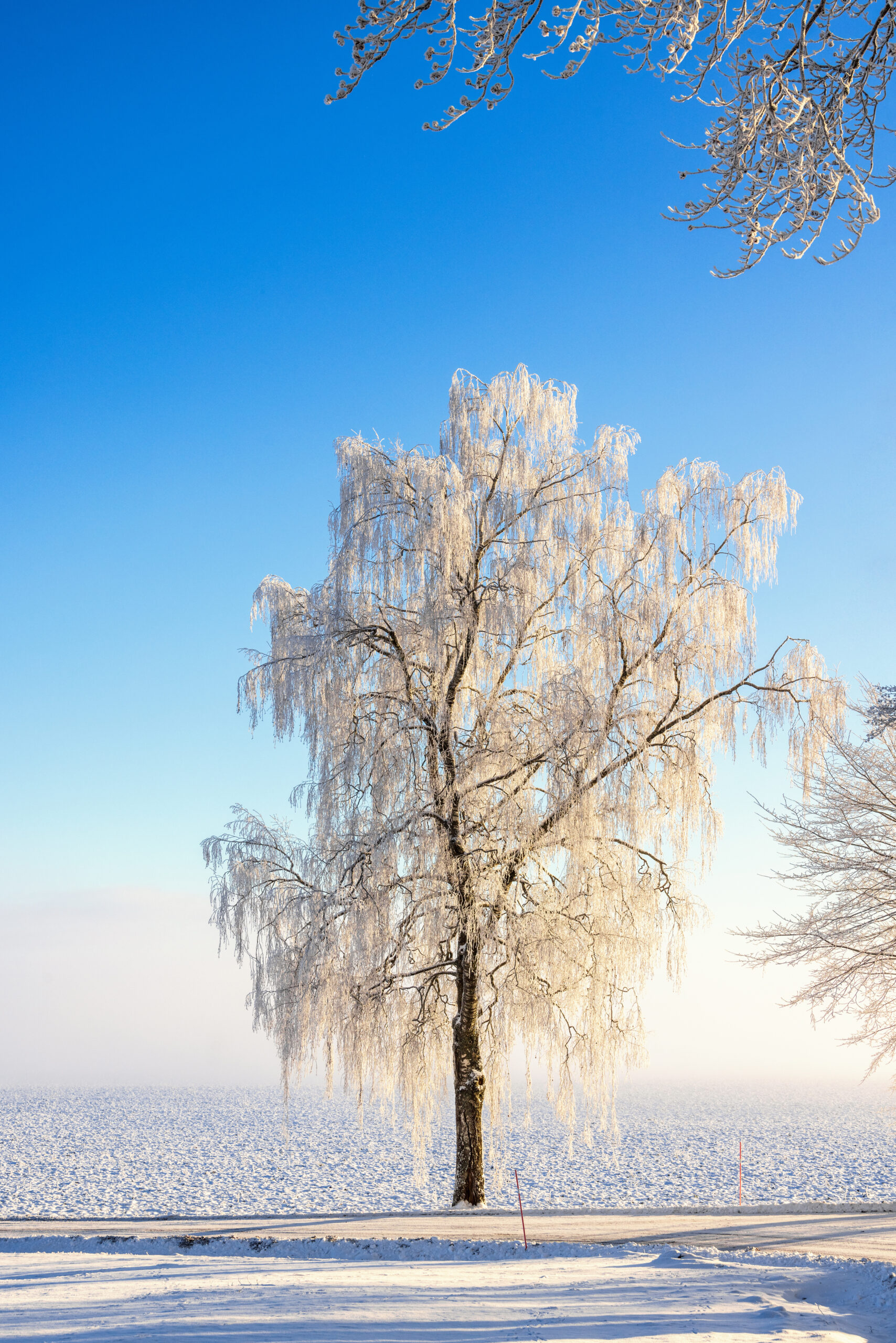 Frosty tree by the roadside in the countryside on a cold winter day