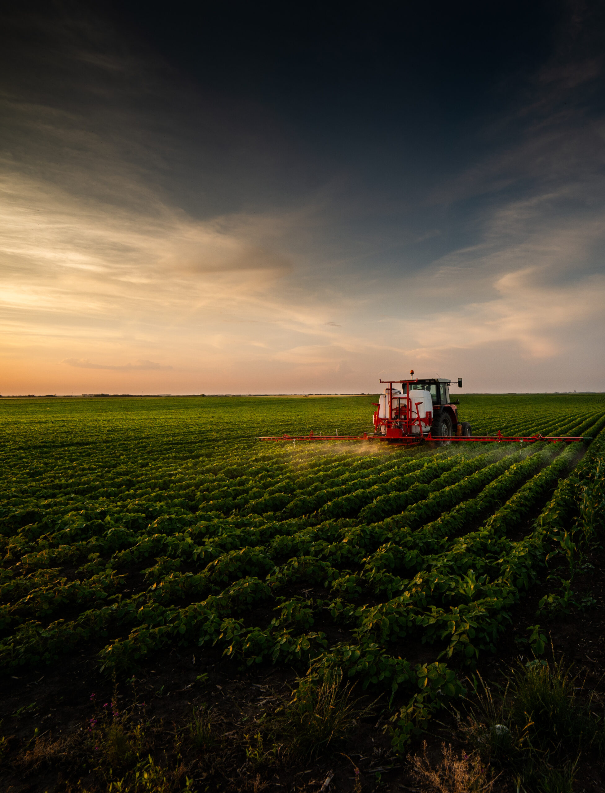 Tractor spraying soybean field in sunset.